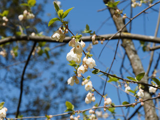 Halesia monticola | Arbre aux cloches d'argent de Caroline ou halésier aux abondantes fleurs campanulées et pendantes sur des rameaux gris