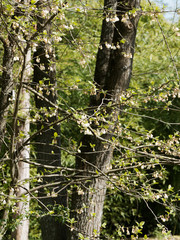 Halesia monticola | Halésie ou Clochette de montagne, arbre à hautes tiges à couronne étalée, tronc gris, aux petites fleurs en forme de clochettes blanches pendantes printanière sur des rameaux presq