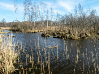 the bank of a small wild river, with trees reflecting in the water, swampy in spring