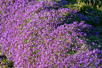 Naklejka premium aubrieta growing on a stone wall in a garden