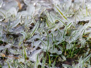 abstract picture with ice cubes embracing grass and tree roots