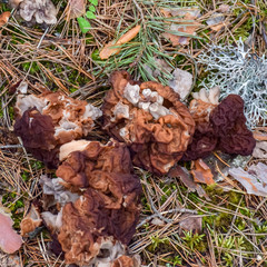 picture with common morel mushroom