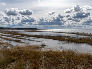 flooded lake shore, overgrown with last year's reeds and bushes, bird migration, beautiful cumulus clouds