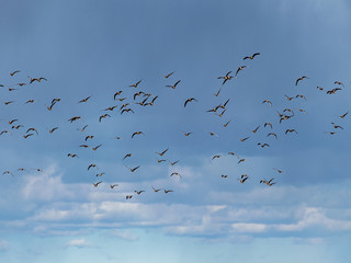 beautiful cumulus clouds in the sky, lots of flying geese