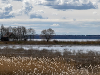 flooded lake shore, overgrown with last year's reeds and bushes, bird migration, beautiful cumulus...