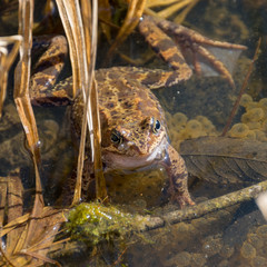 Frogs swiming in the water, frog mating time