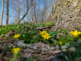 Fototapeta premium first spring flowers, bright yellow
