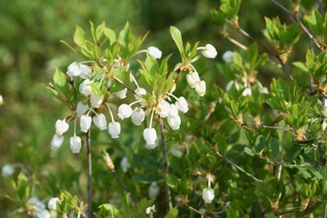 Enkianthus perulatus flowers / Ericaceae deciduous shrubs.