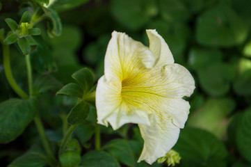 Fototapeta na wymiar Tender white and yellow petunia flowers are blossom in the garden on the dark background