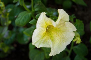 Tender white and yellow petunia flowers are blossom in the garden on the dark background