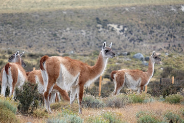 Guanaco in Torres del Paine National Park, Chile