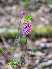 the first spring flowers in the forest