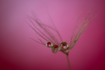 Dandelion on a multicolored background with a droplet of dew.