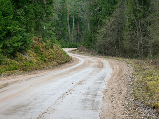 landscape with a spruce forest