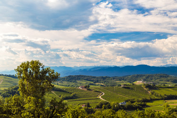 The beautiful vineyard of Collio, Friuli Venezia-Giulia, Italy