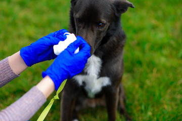 Young female using a face mask as a coronavirus spreading prevention walking with her dog. Global...
