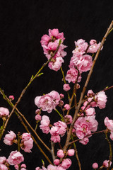 ピンクの花　Bright pink spring peach blossoms