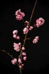 ピンクの花　Bright pink spring peach blossoms