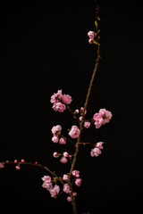 ピンクの花　Bright pink spring peach blossoms