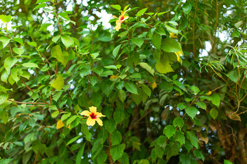 Fototapeta premium Bright yellow hibiscus flower among green leaves.