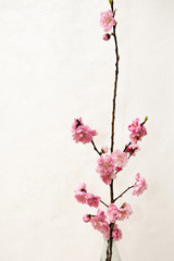 ピンクの花　Bright pink spring peach blossoms
