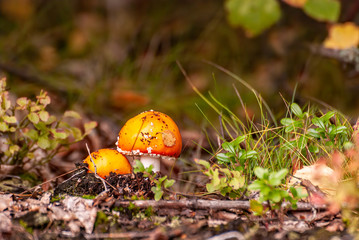 fly agaric mushroom at autumn in Finland. Small Finnish fungus fungi growing in a forest. Mushrooms are a symbol of fall and poison food. 