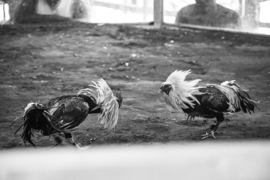 Traditional Local Cock Fight in Philippines 2019