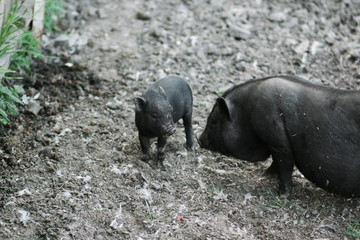 Vietnamese black bast-bellied pig. Herbivore pigs A