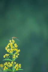 水辺の黄色い花(クサレダマ／Lysimachia vulgaris)に止まっているトンボ