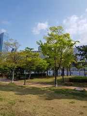 trees in the park