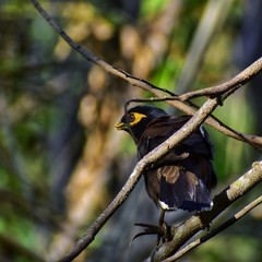 Myna on branch