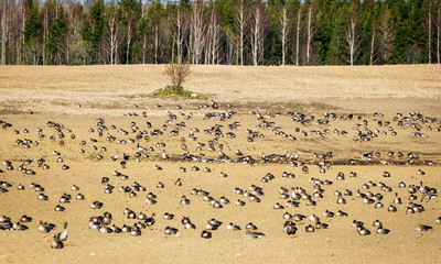 Agricultural field as place of stop-overs, geese make long stops in process of migration to...