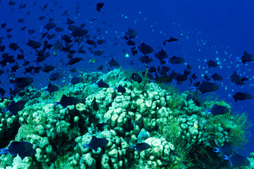 Fototapeta na wymiar Reef scenic with redtooth triggerfishes, Odonus niger, Wakatobi National Park, Sulawesi Indonesia.