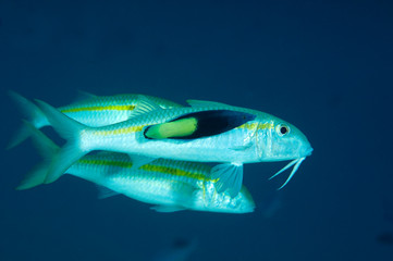Fototapeta premium Yellowfin Goatfish, Mulloidichthys vanicolensis, being cleaned by bicolor cleaner wrasse, Labroides bicolor, Sulawesi Indonesia