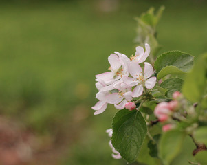 Apple tree with white flowers on a green background