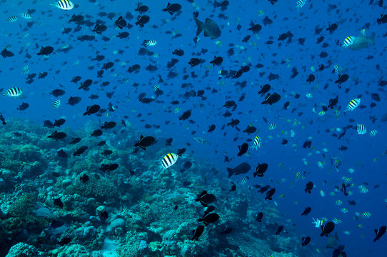 Reef scenic with massive spawning aggregation of Black triggerfish, Melichthys niger, school Sulawesi Indonesia