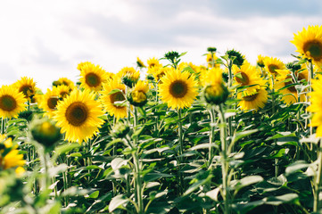 Sunflowers field under beautiful summer sky