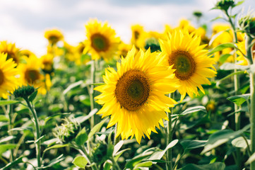 Fototapeta premium Sunflowers field under beautiful summer sky