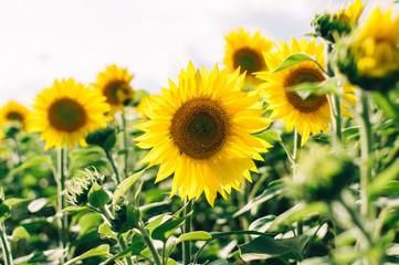 Sunflowers field under beautiful summer sky