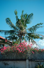 palm tree and Jepun in the garden