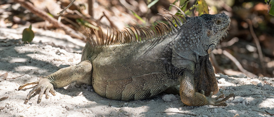 Key West iguana 1