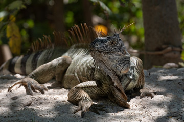 Key West Iguana 2