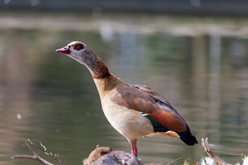 Egyptian goose near to the lake in park