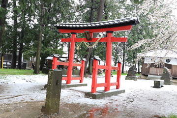 久伊豆神社の鳥居とソメイヨシノ（サクラ）の花が美しい雪景色に映える様