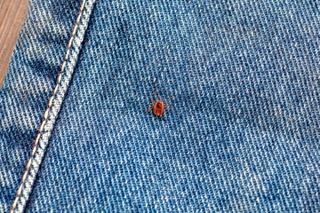 A dangerous parasite and infection carrier mite