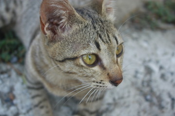 Relaxed domestic cat at home, indoor