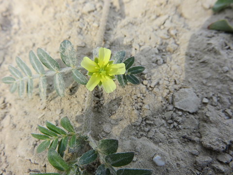 Fiore selvatico