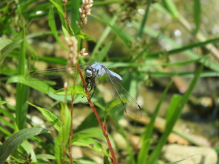 Orthetrum brunneum