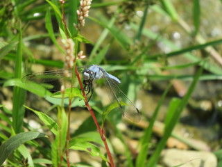 Orthetrum brunneum