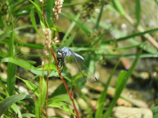 Orthetrum brunneum